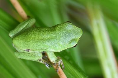 Hyla arborea