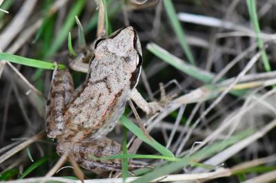 Rana dalmatina