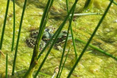 Grenouille verte 