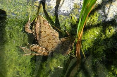 Grenouille verte 
