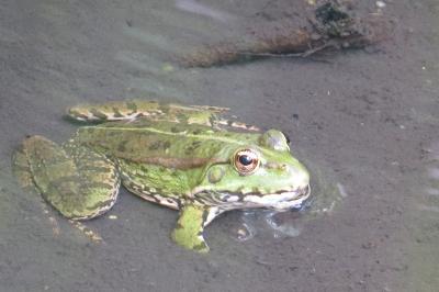 Grenouille verte 