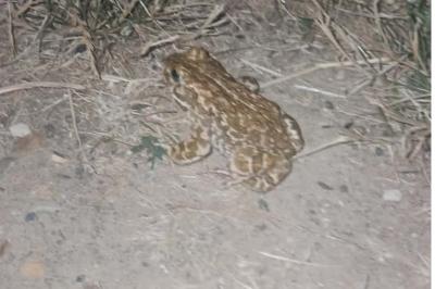 Crapaud calamite 