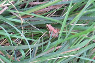 Grenouille agile 