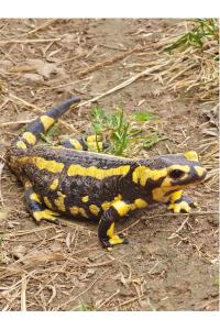 Salamandre tachetée 