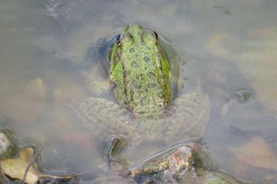 Grenouille verte 