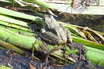 Grenouille verte 