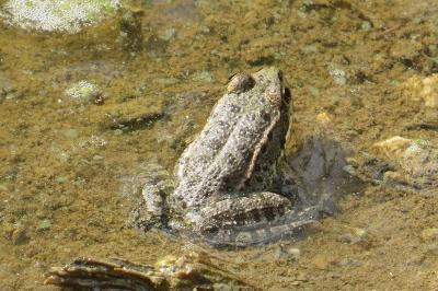 Grenouille verte 