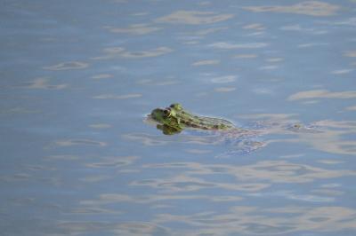 Grenouille verte 
