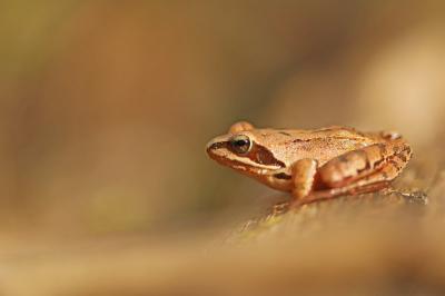 Grenouille agile 