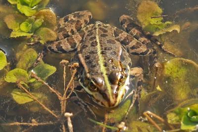 Grenouille verte 