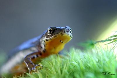Triton alpestre 