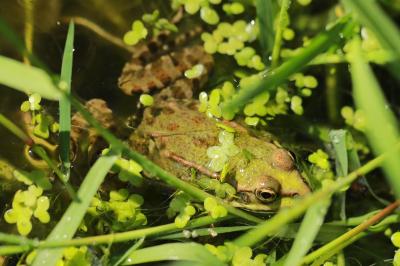 Grenouille verte 