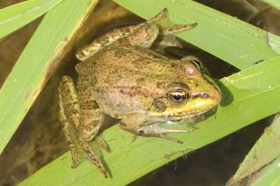 Grenouille verte 