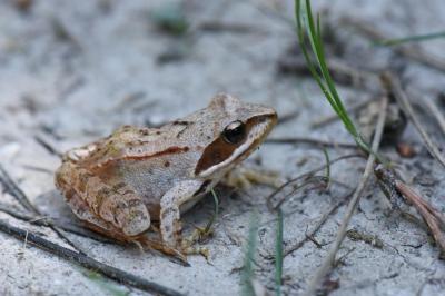 Grenouille agile 