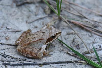 Grenouille agile 