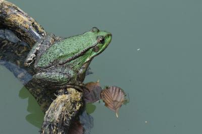 Pelophylax kl. esculentus