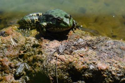 Pelophylax kl. esculentus