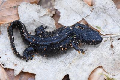 Ichthyosaura alpestris