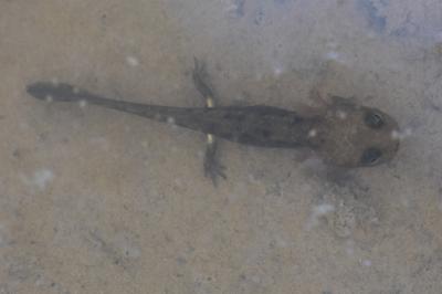 Salamandra salamandra