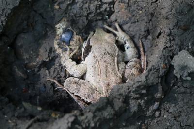 Rana dalmatina