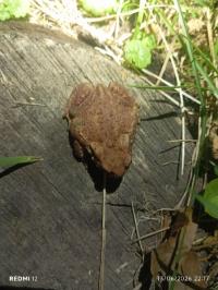 Crapaud