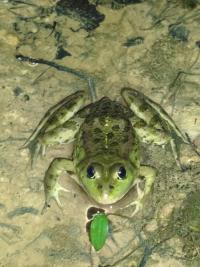 Grenouille verte 