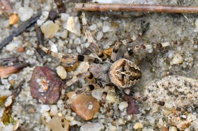 Araneus angulatus