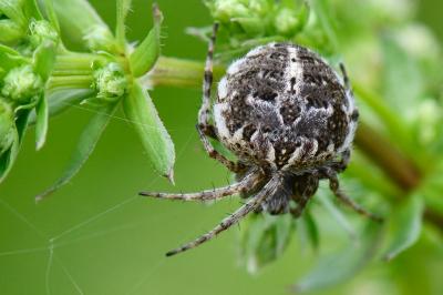 Agalenatea redii