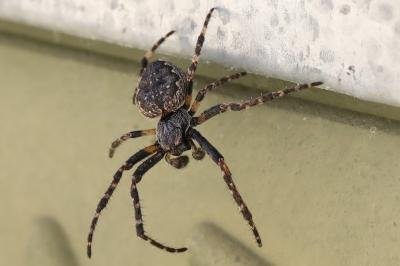 Nuctenea umbratica