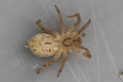 Anyphaena accentuata