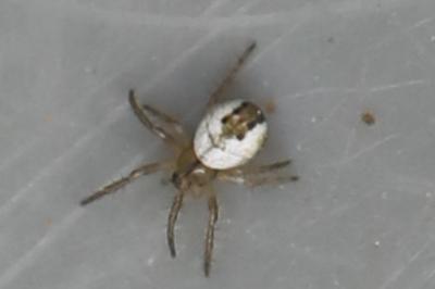 Mangore petite-bouteille