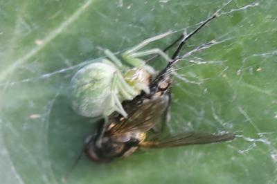 <i>Nigma walckenaeri</i>