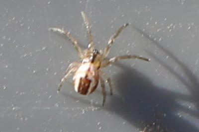 Mangore petite-bouteille