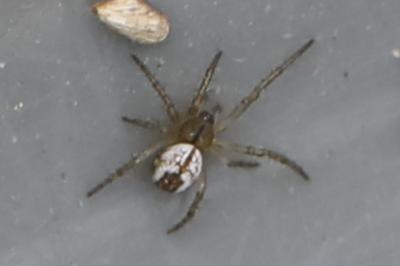 Mangore petite-bouteille