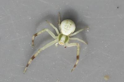 Misumène variable