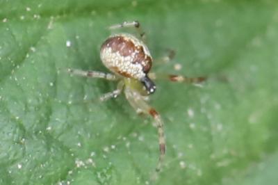 <i>Anelosimus</i>