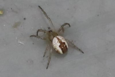 Mangore petite-bouteille