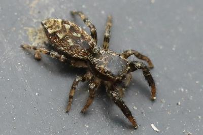<i>Marpissa muscosa</i>