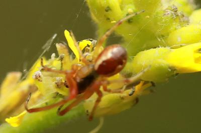 <i>Anelosimus</i>