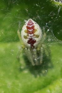Dictyne fille