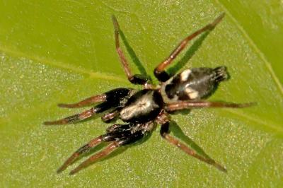 <i>Kishidaia conspicua</i>