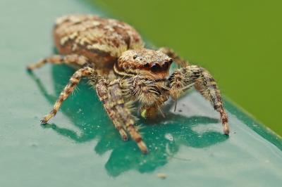 <i>Marpissa muscosa</i>