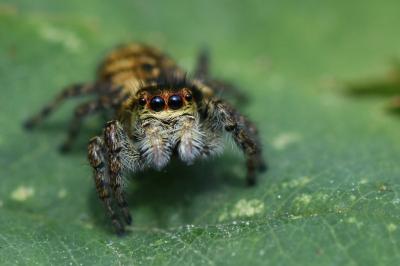 Carrhotus xanthogramma