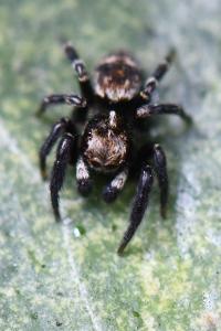 <i>Pseudeuophrys erratica</i>