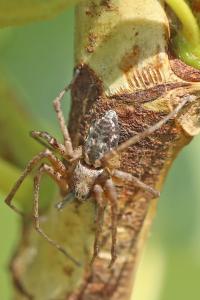 <i>Philodromus</i>