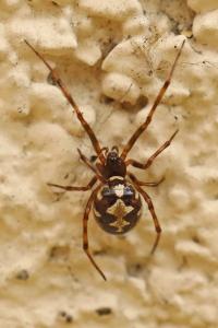 <i>Steatoda triangulosa</i>