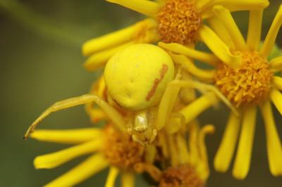 Misumena vatia