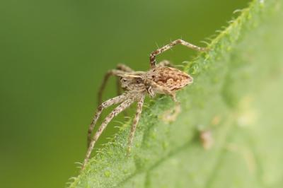 Pisaura mirabilis