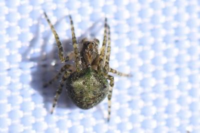 Gibbaranea gibbosa