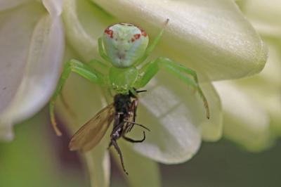 Ebrechtella tricuspidata